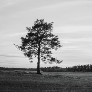 Vahterus Tree Horizontal